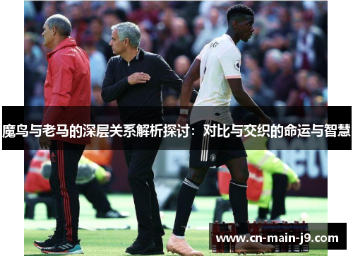 魔鸟与老马的深层关系解析探讨：对比与交织的命运与智慧
